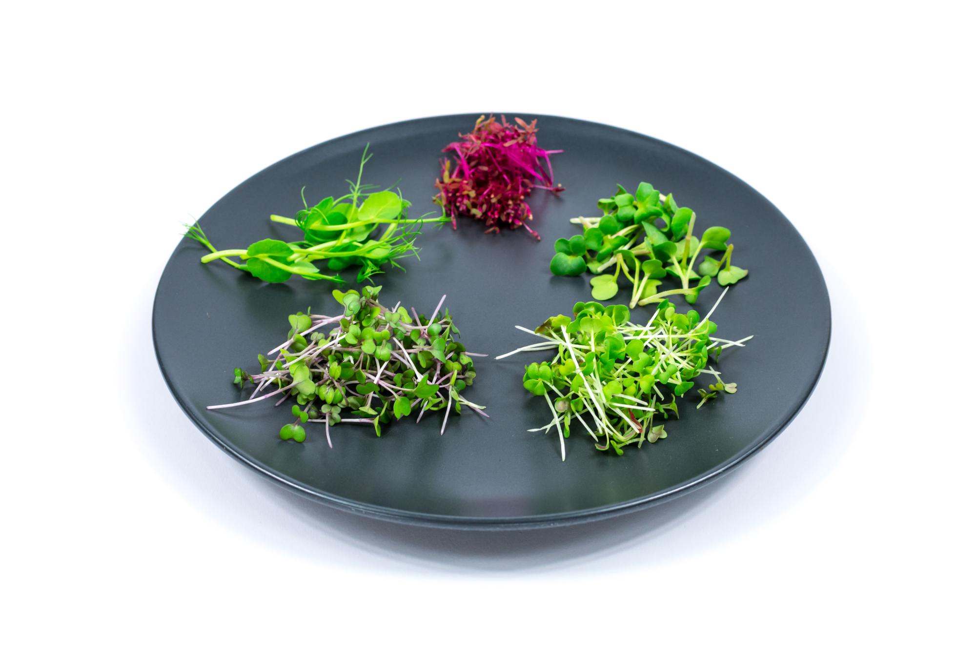 Plated starter with microgreens and sauce